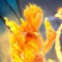 Human Torch