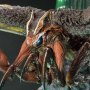 Mothra